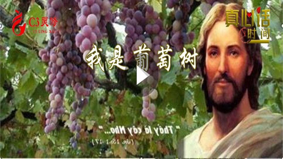  51主说：「我是葡萄树，你们是枝子。」（约十五1-17）